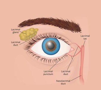 Lacrimal apparatus 1080