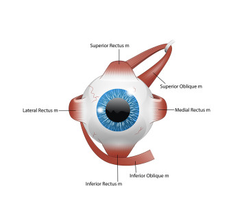 Extraocular muscles 1080