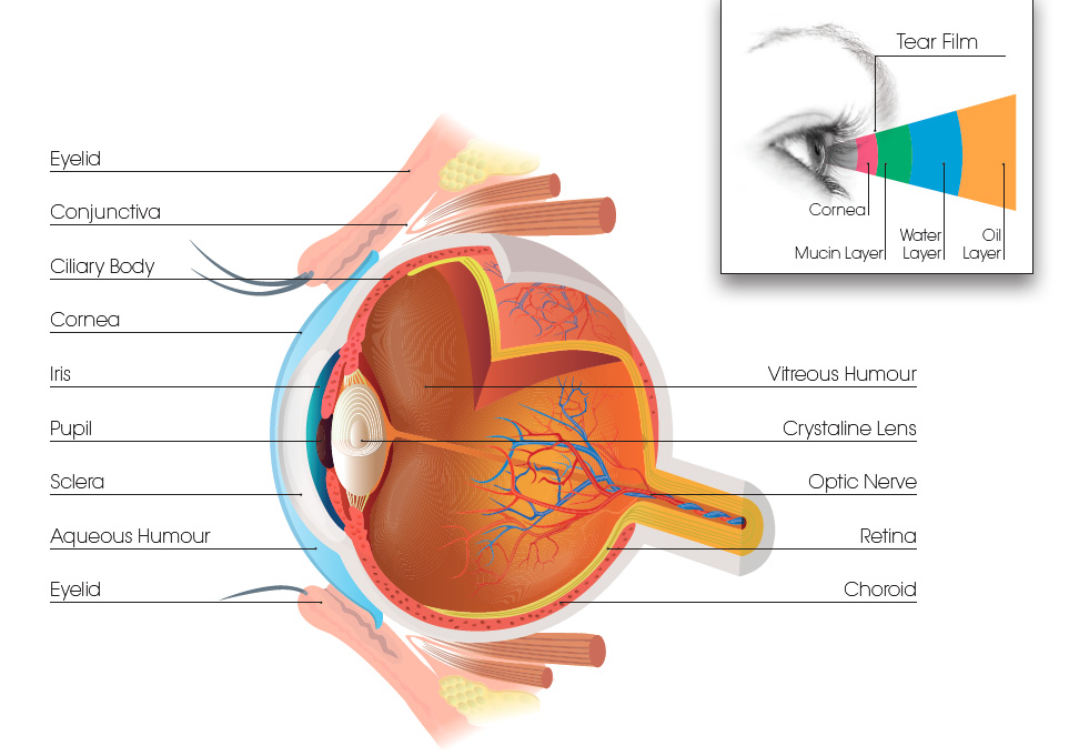 goldeneye anatomy of an eye 